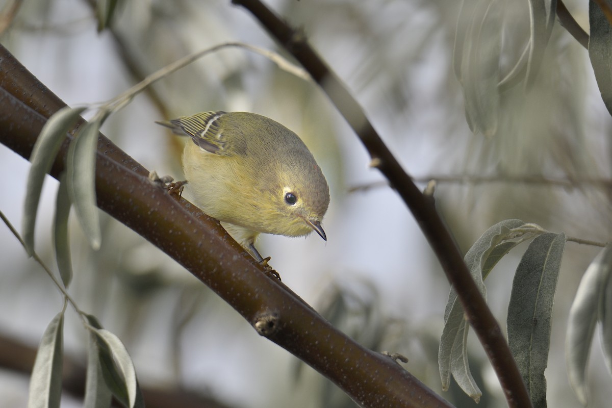 Ruby-crowned Kinglet - ML643463398