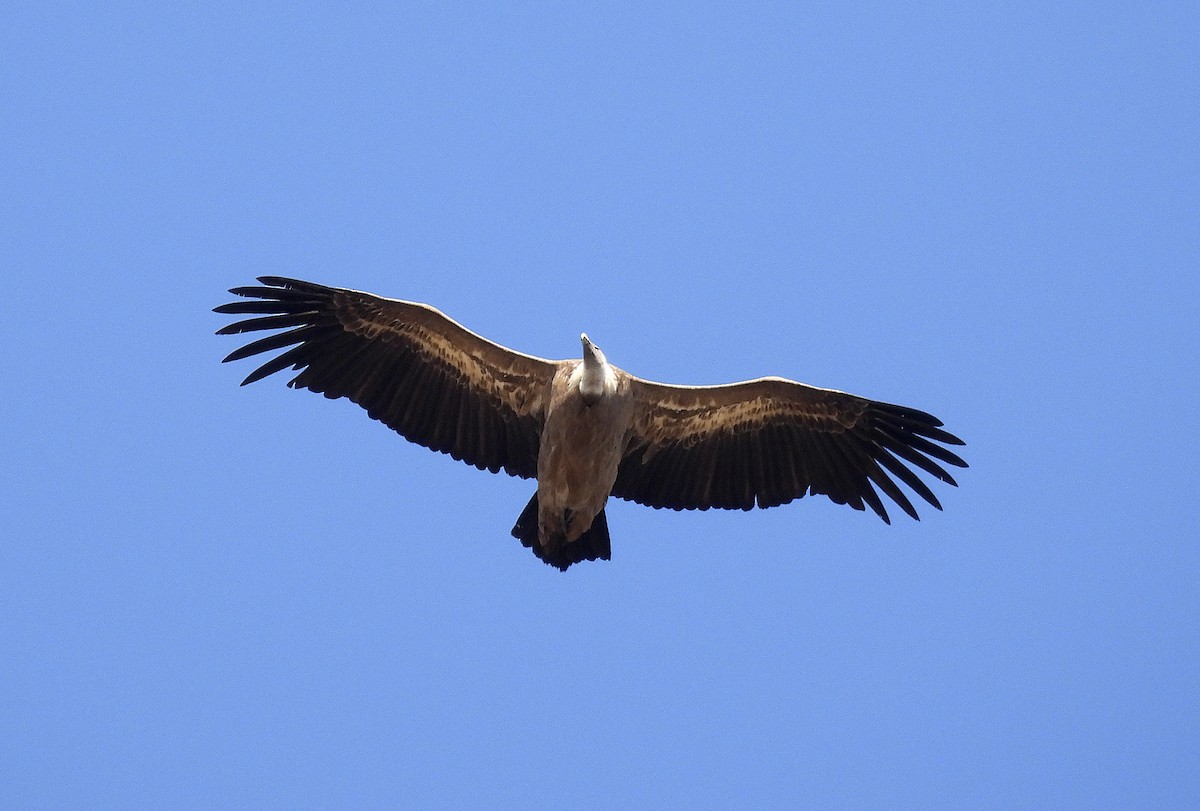 Eurasian Griffon - ML643463399