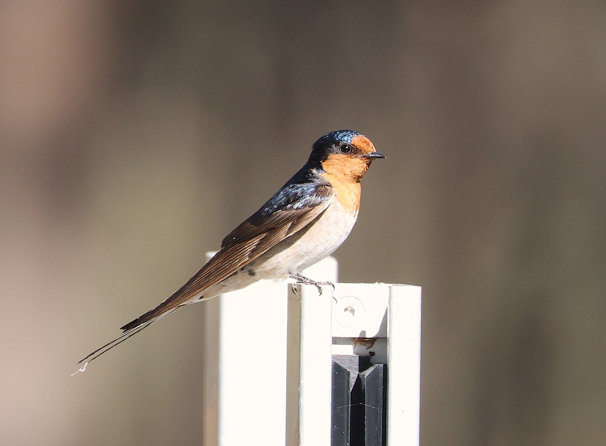 Welcome Swallow - ML643463412