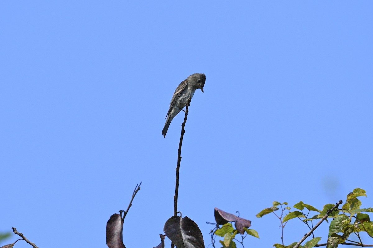 Eastern Wood-Pewee - ML643463422
