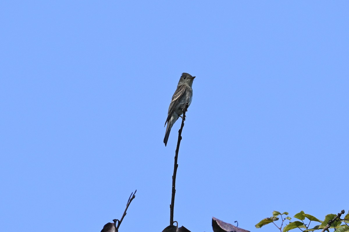 Eastern Wood-Pewee - ML643463423