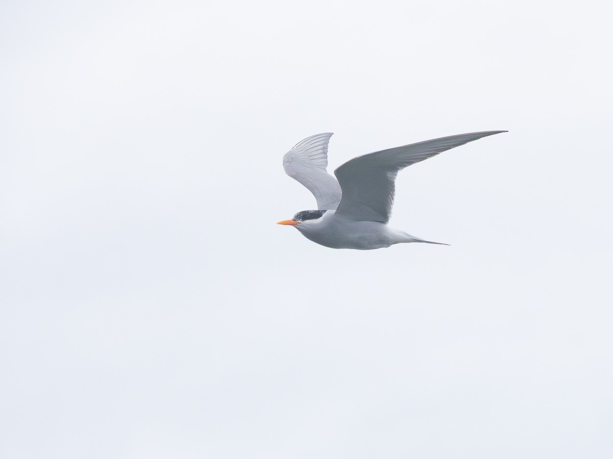 Black-fronted Tern - ML643463424