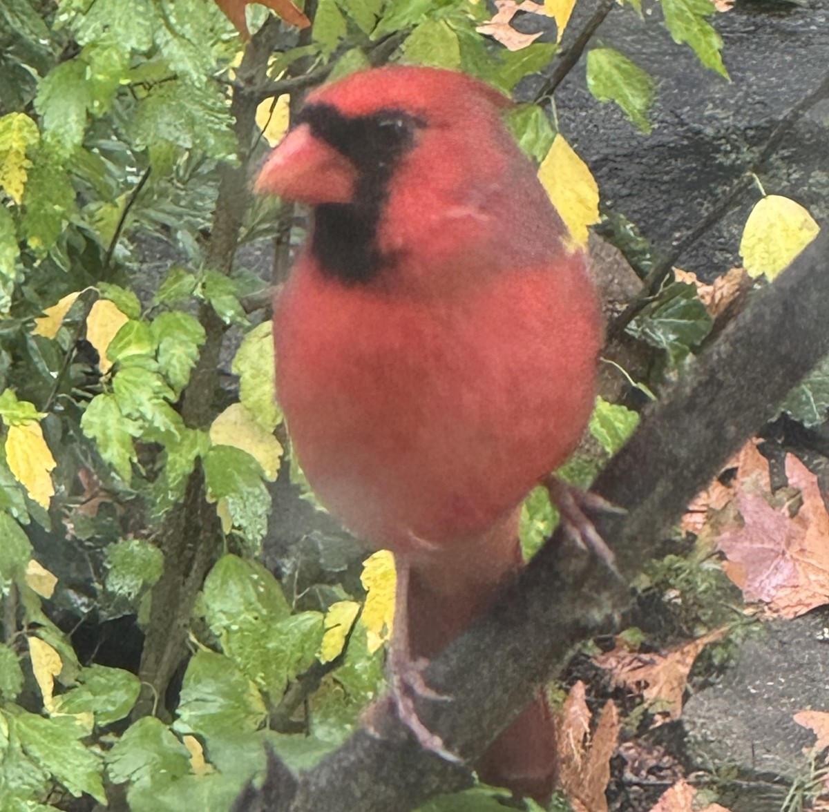 Northern Cardinal - ML643463430