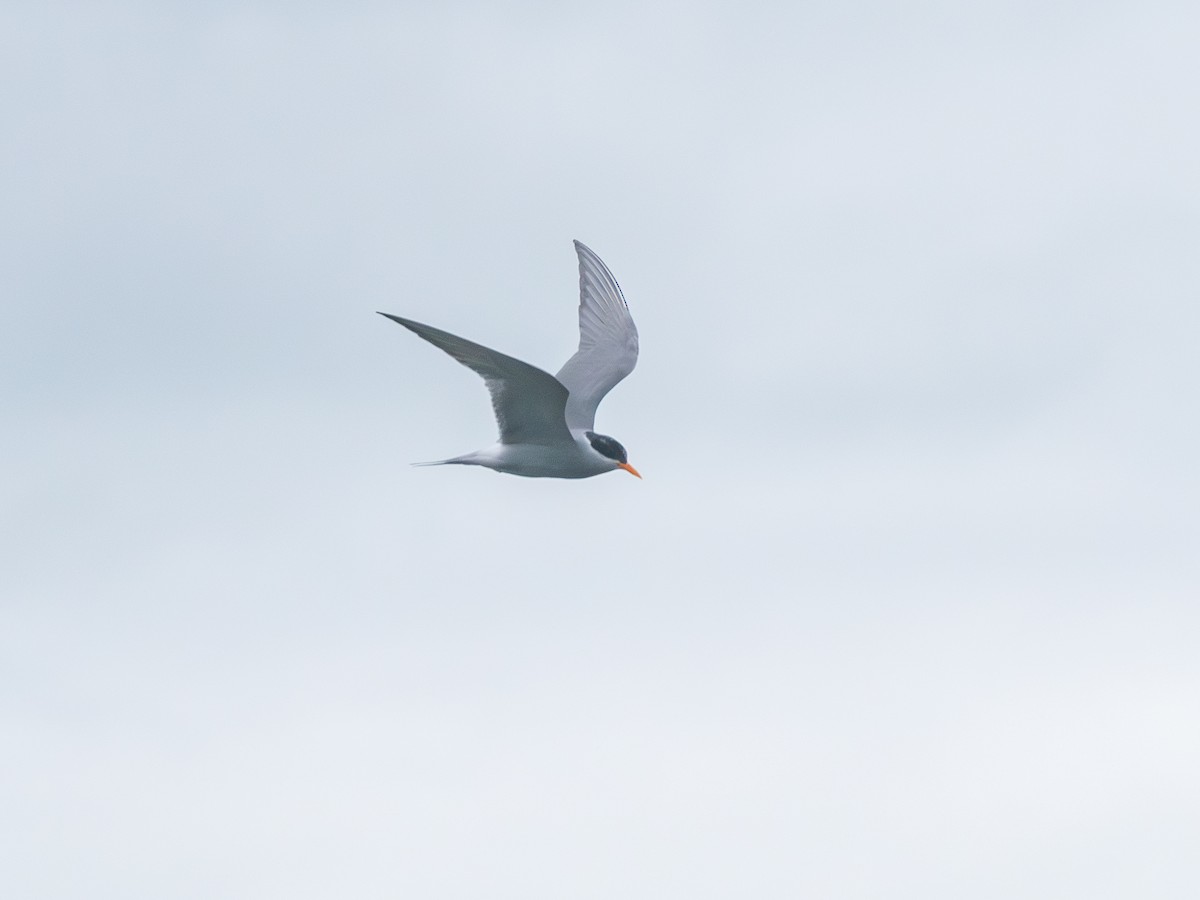 Black-fronted Tern - ML643463434