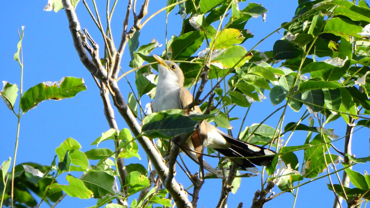 Cuclillo Piquigualdo - ML643463439