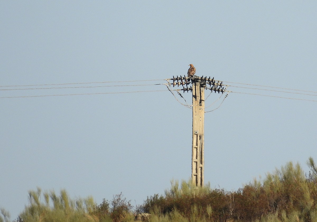 Spanish Eagle - ML643463440