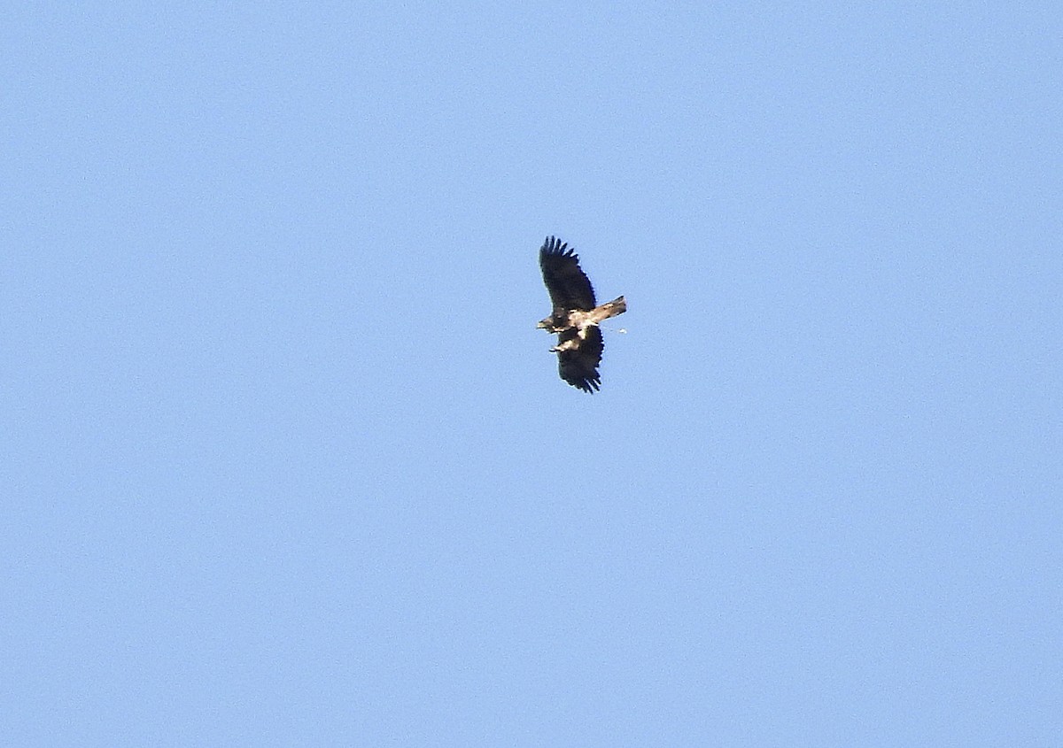 Spanish Eagle - ML643463445