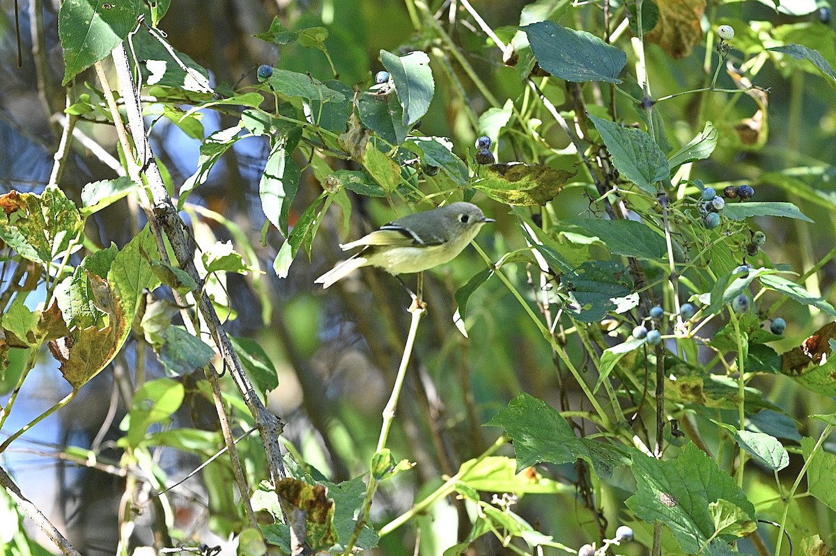 Ruby-crowned Kinglet - ML643463448