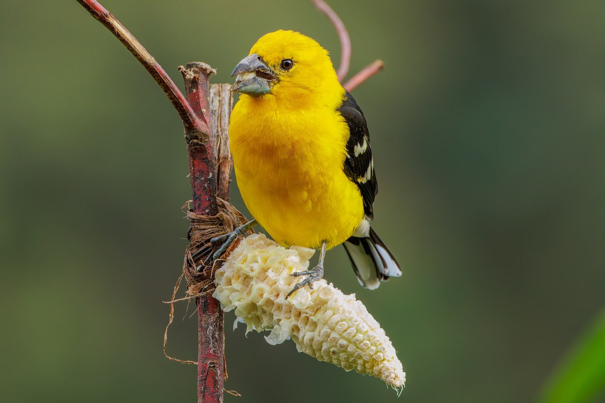 Golden Grosbeak - ML643463451