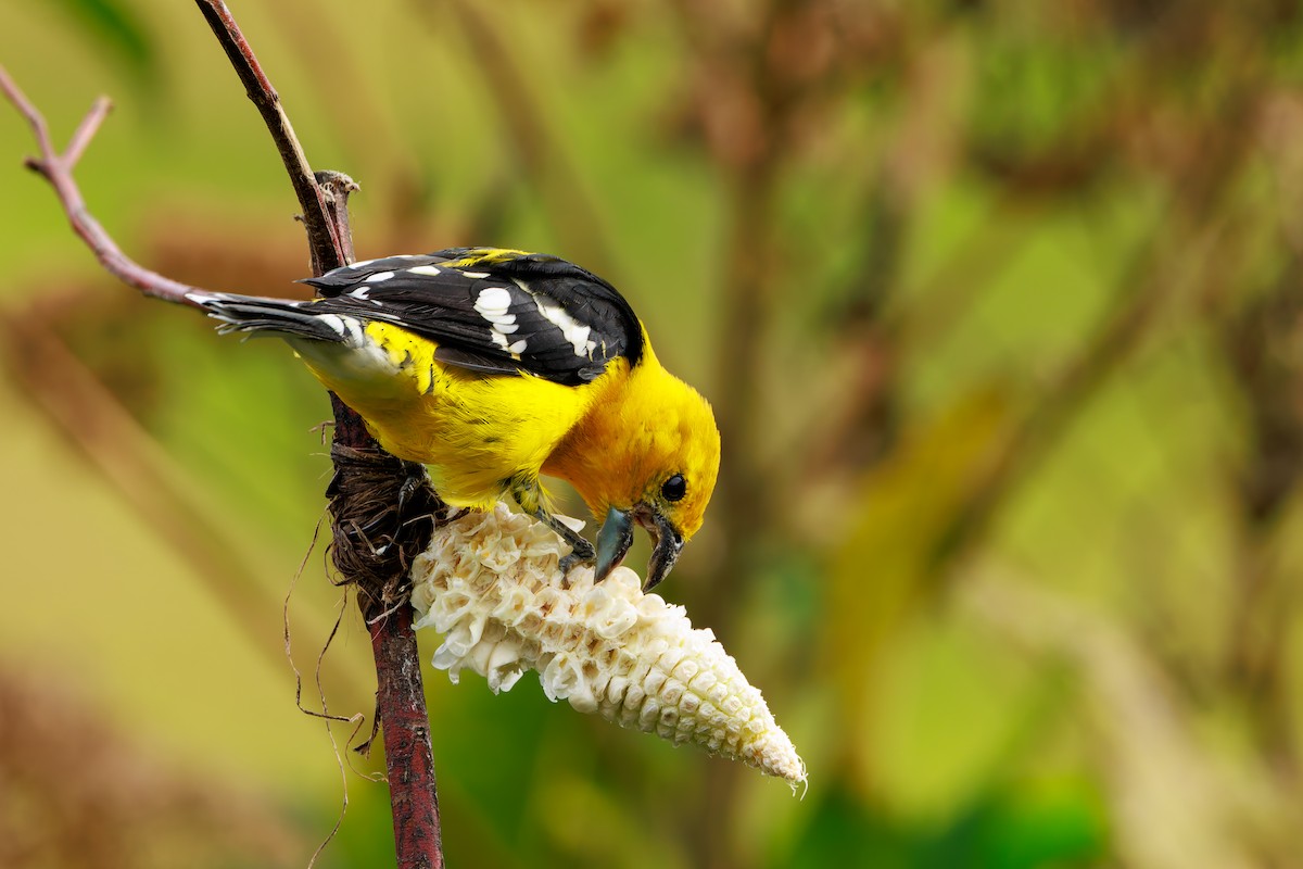 Golden Grosbeak - ML643463452