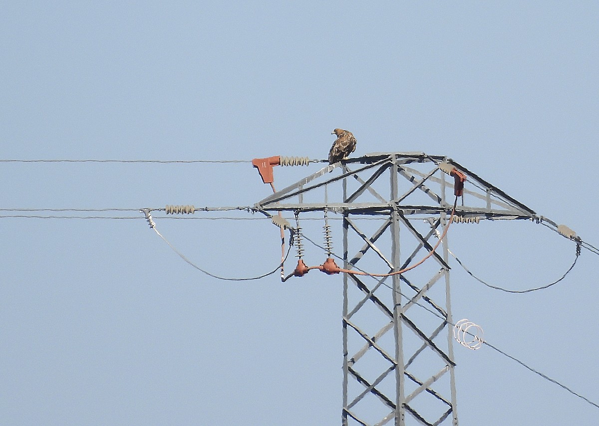 Spanish Eagle - ML643463455