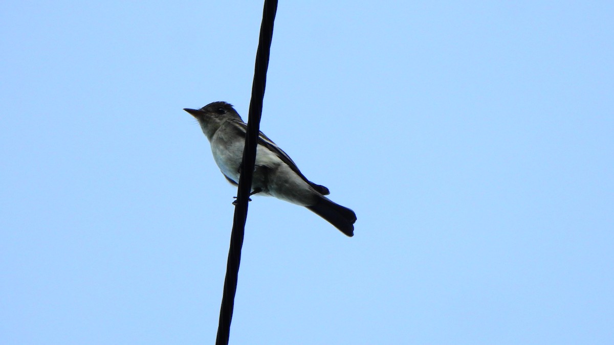 Eastern Wood-Pewee - ML643463458
