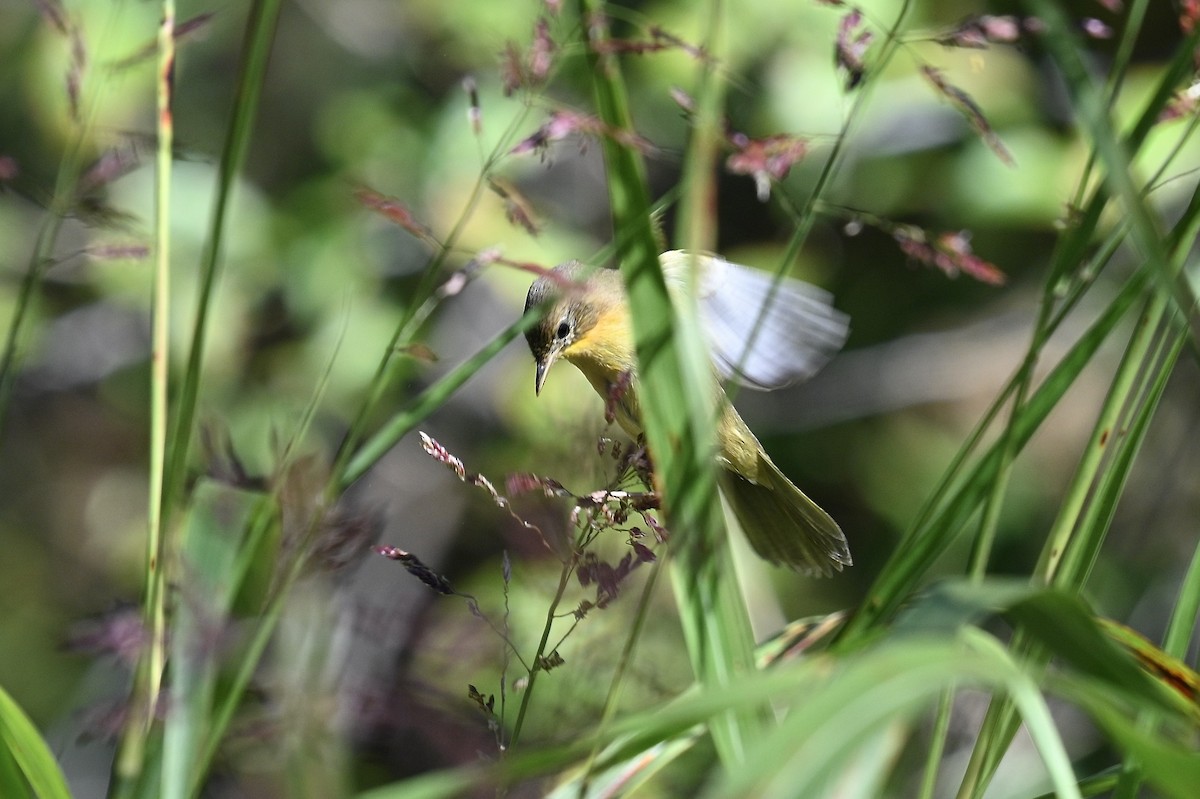 Common Yellowthroat - ML643463468