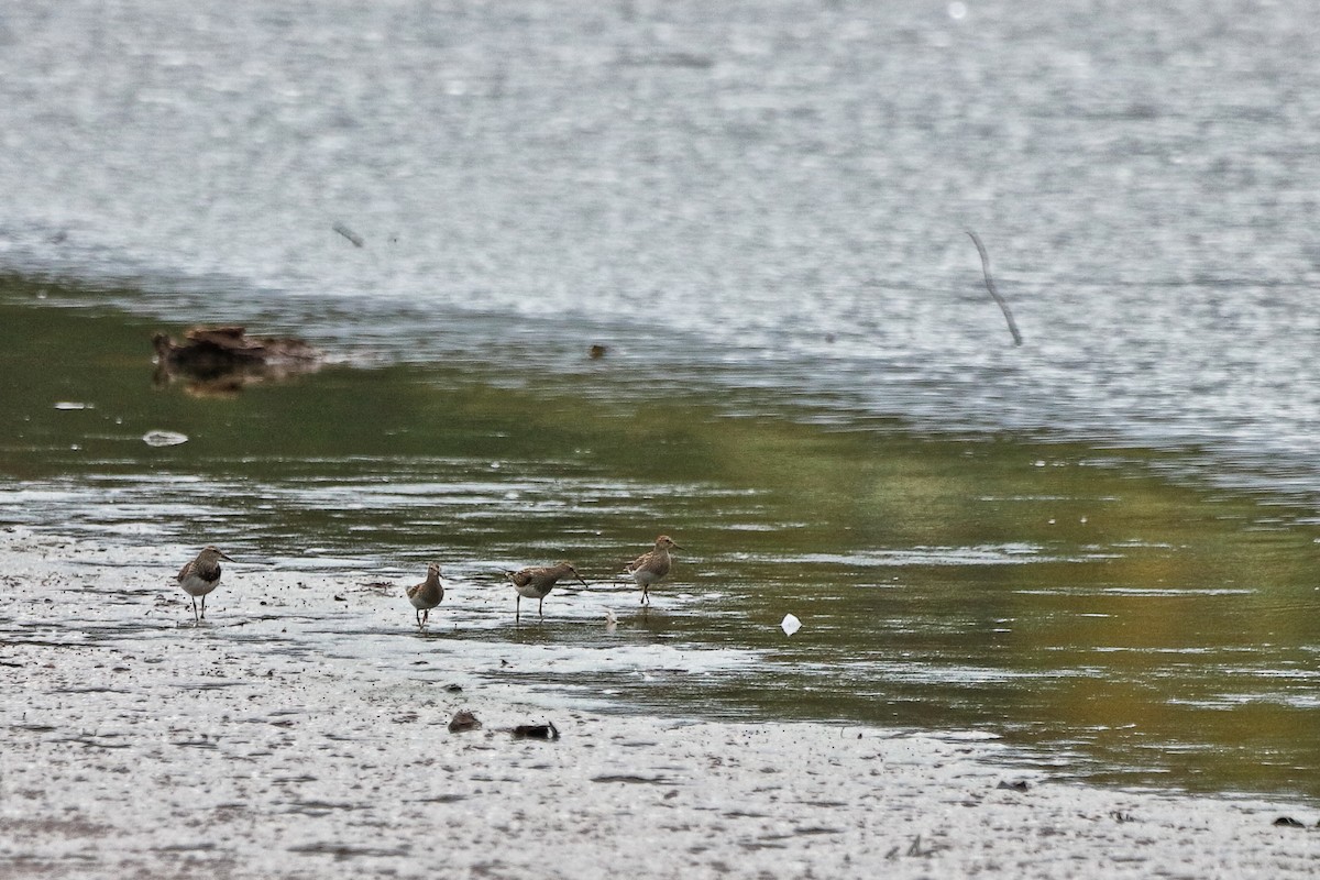 Pectoral Sandpiper - ML643463470
