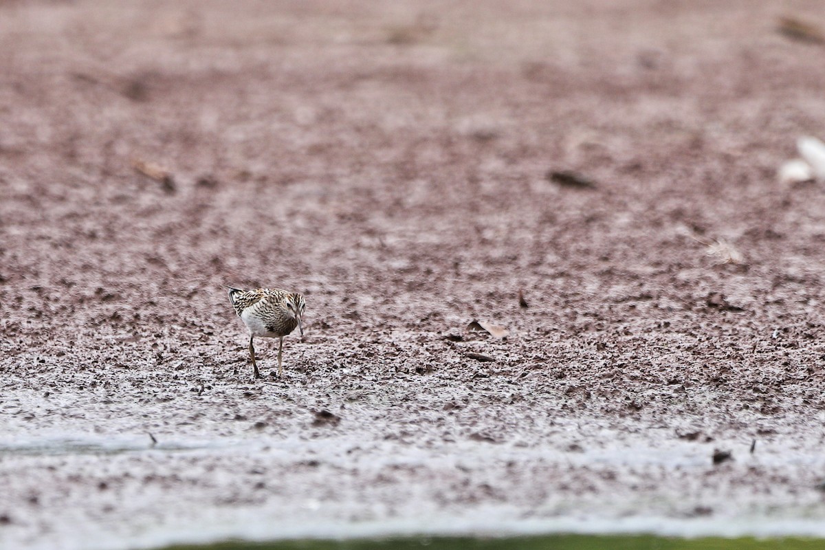 Pectoral Sandpiper - ML643463471