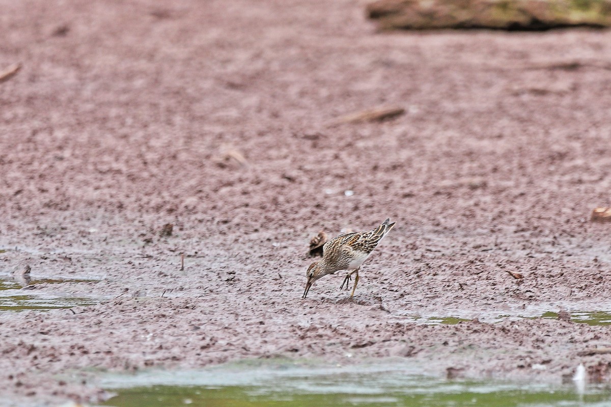 Pectoral Sandpiper - ML643463472