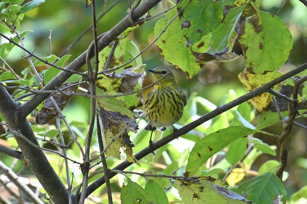 Cape May Warbler - ML643463477