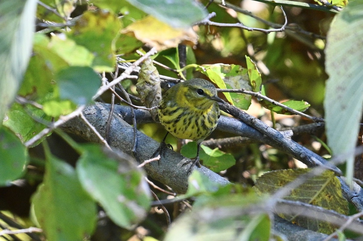 Cape May Warbler - ML643463478