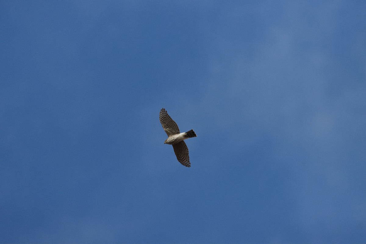 Sharp-shinned Hawk - ML643463479