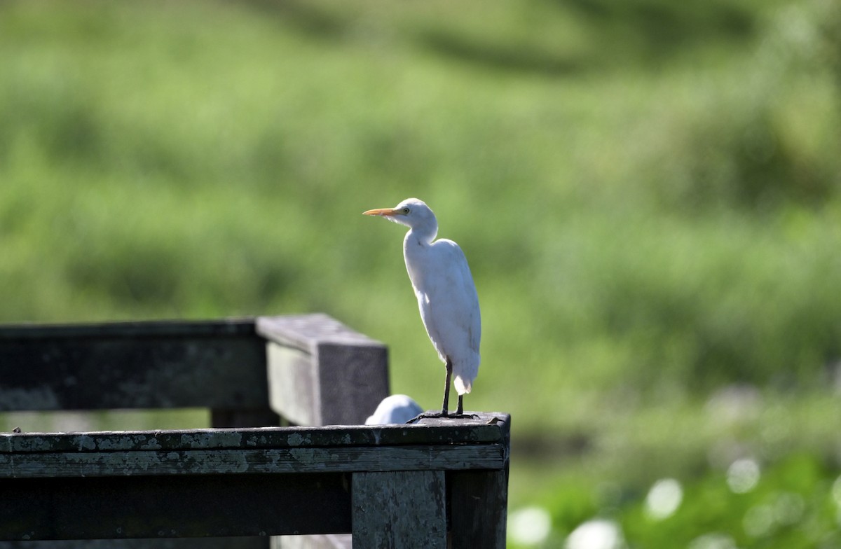 Western Cattle-Egret - ML643463481