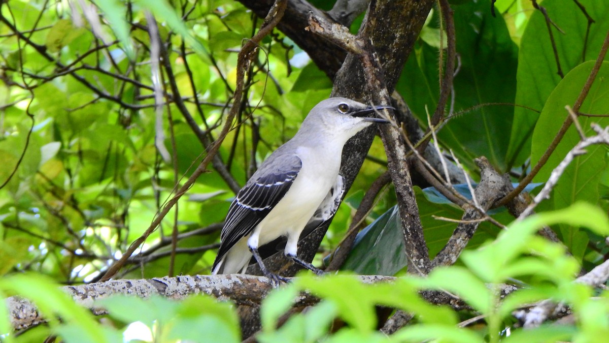 Tropical Mockingbird - ML643463483