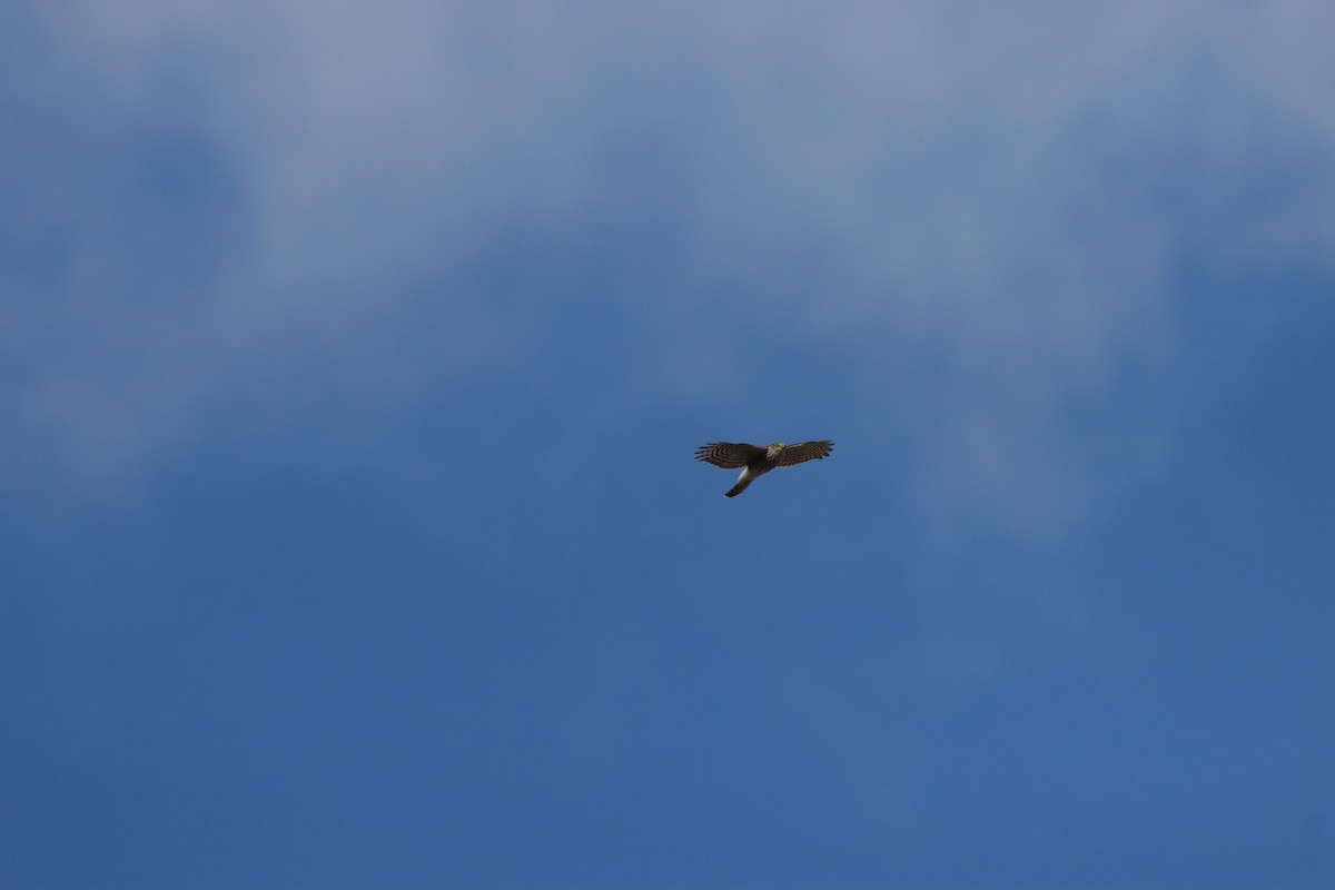 Sharp-shinned Hawk - ML643463485