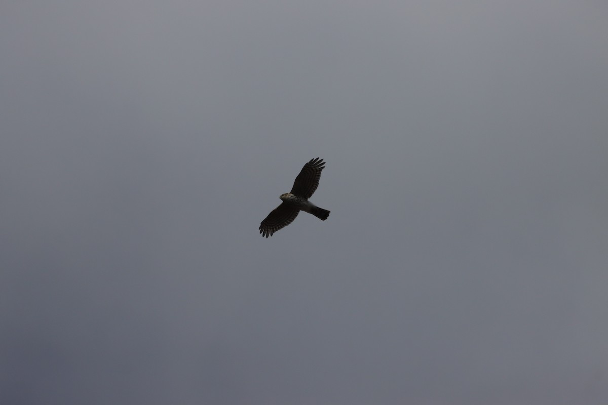 Sharp-shinned Hawk - ML643463487