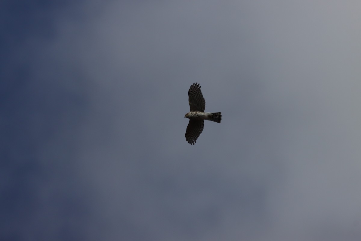 Sharp-shinned Hawk - ML643463490