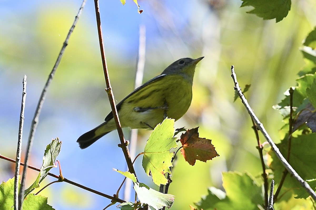 Magnolia Warbler - ML643463491