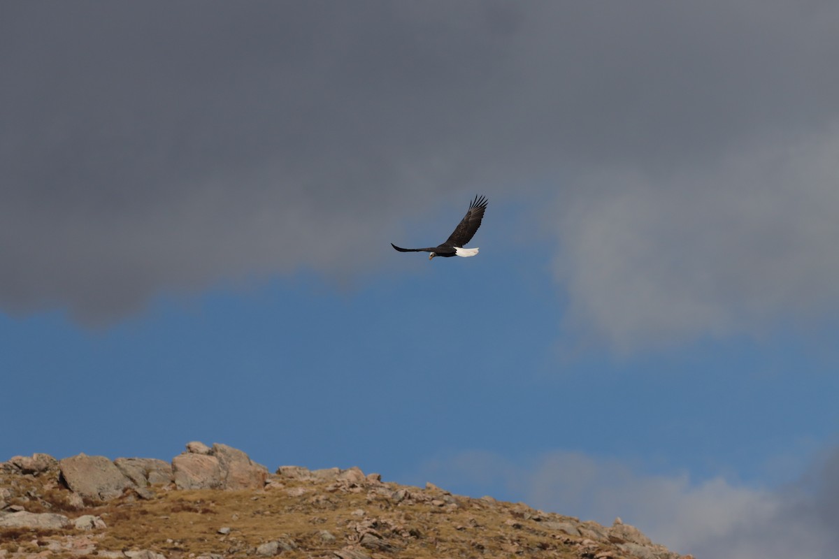 Bald Eagle - ML643463493
