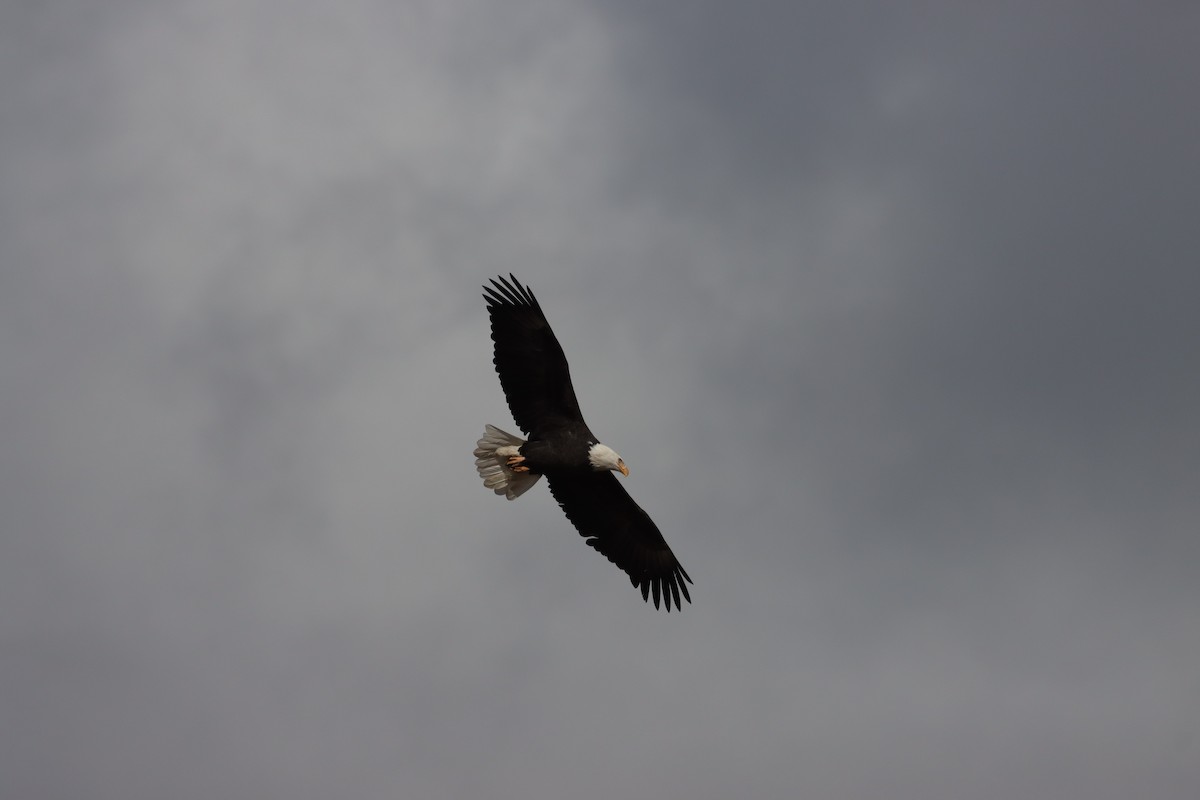 Bald Eagle - ML643463494