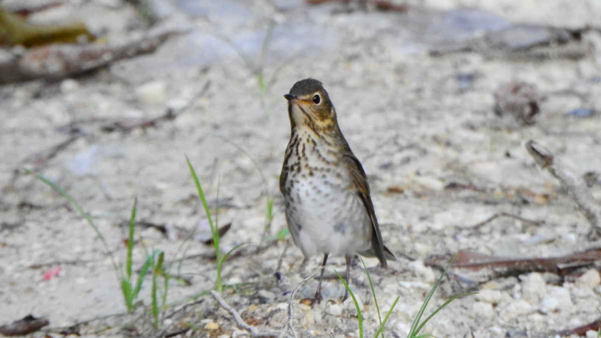 Swainson's Thrush - ML643463496