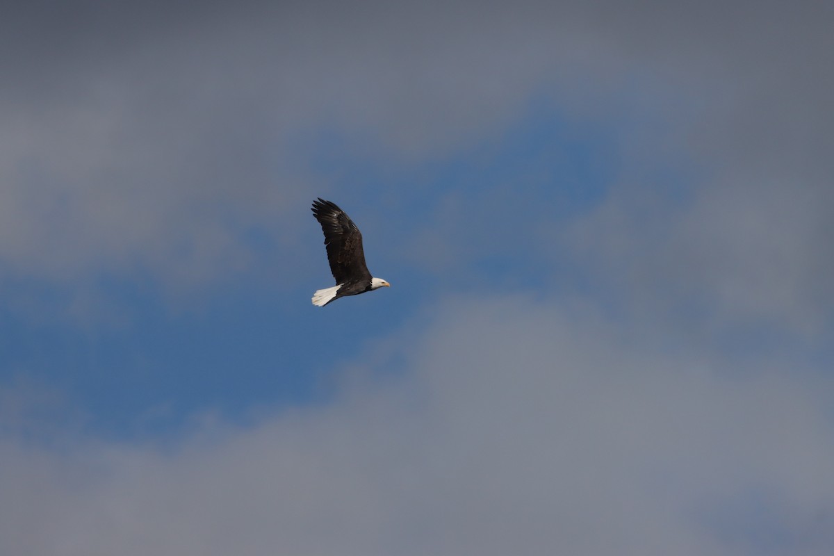 Bald Eagle - ML643463497