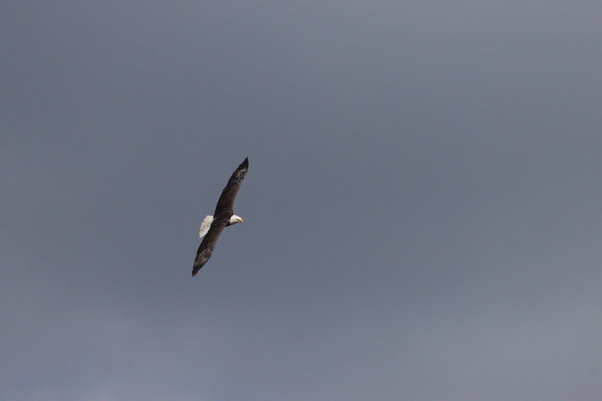 Bald Eagle - ML643463502
