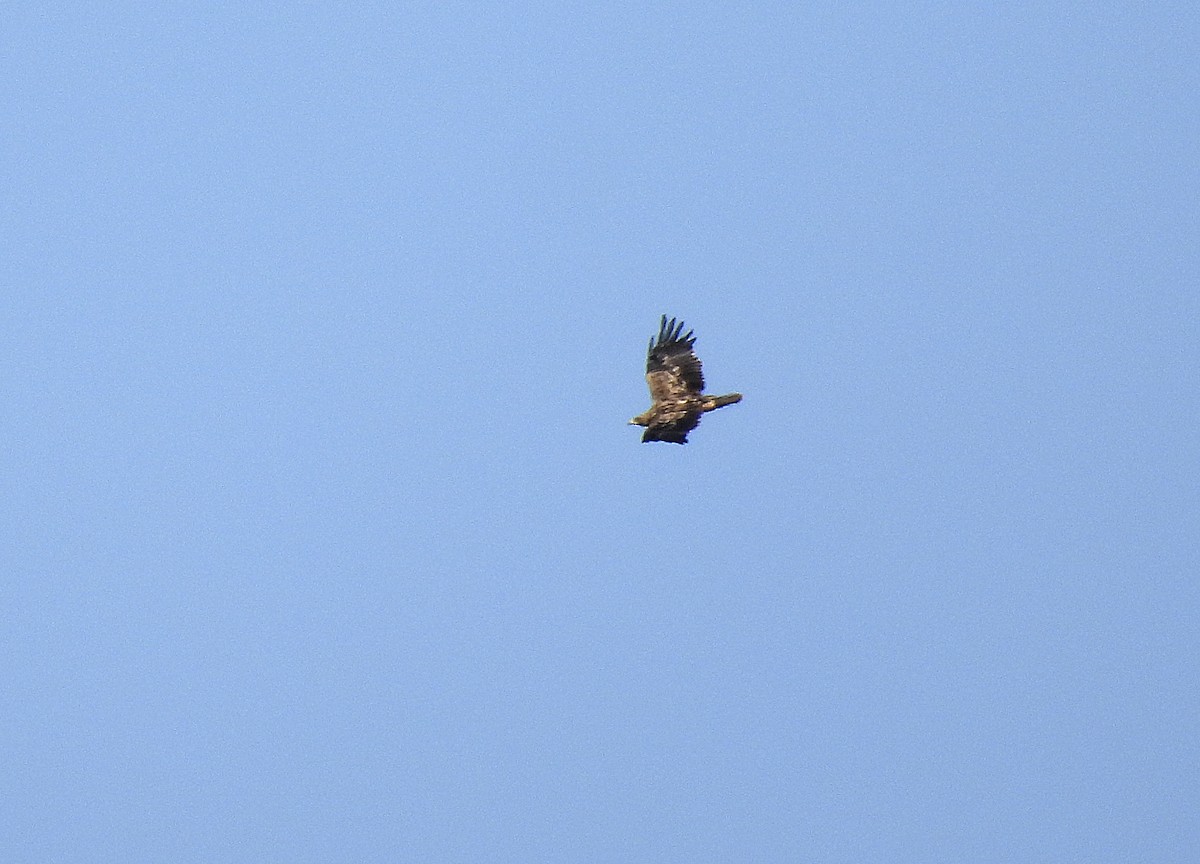 Spanish Eagle - ML643463503