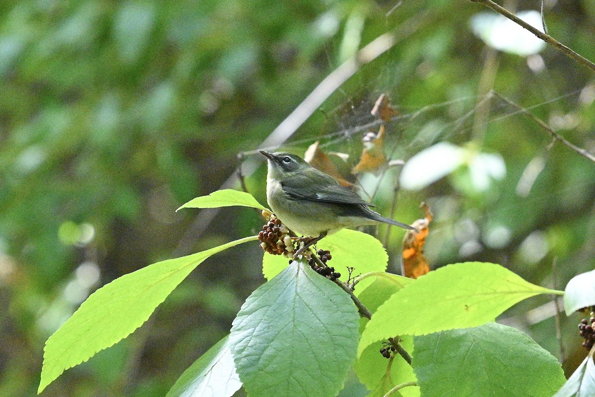 Black-throated Blue Warbler - ML643463508