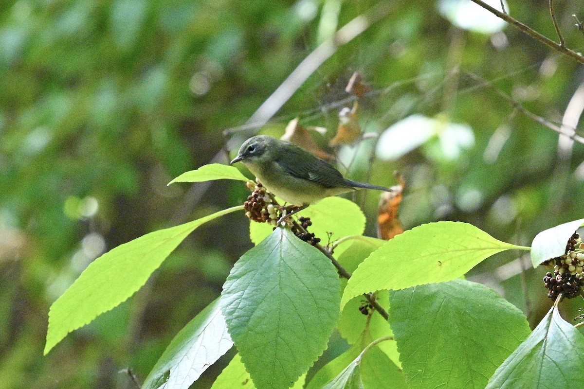 Black-throated Blue Warbler - ML643463510