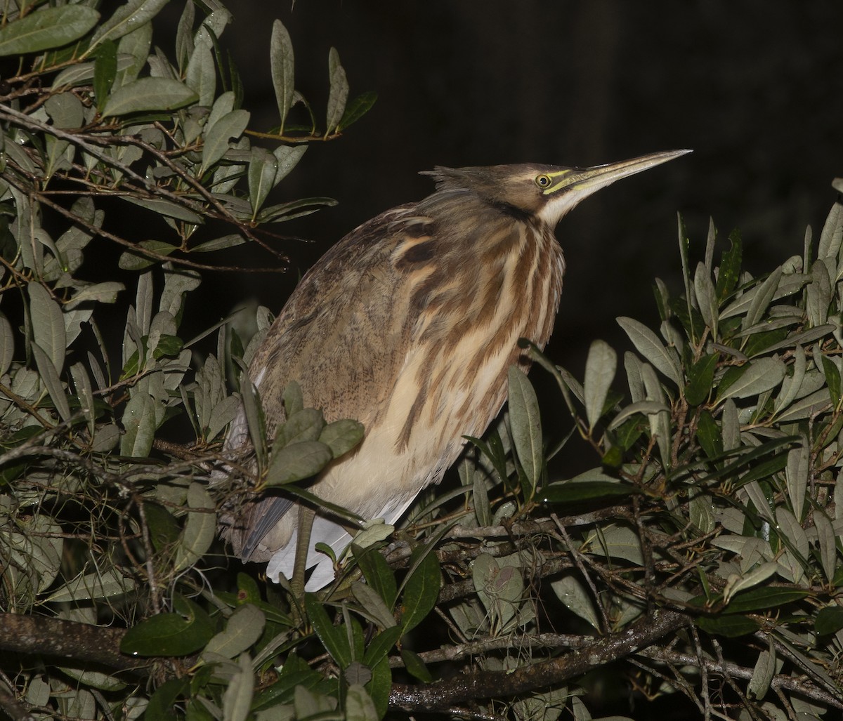 American Bittern - ML643463513