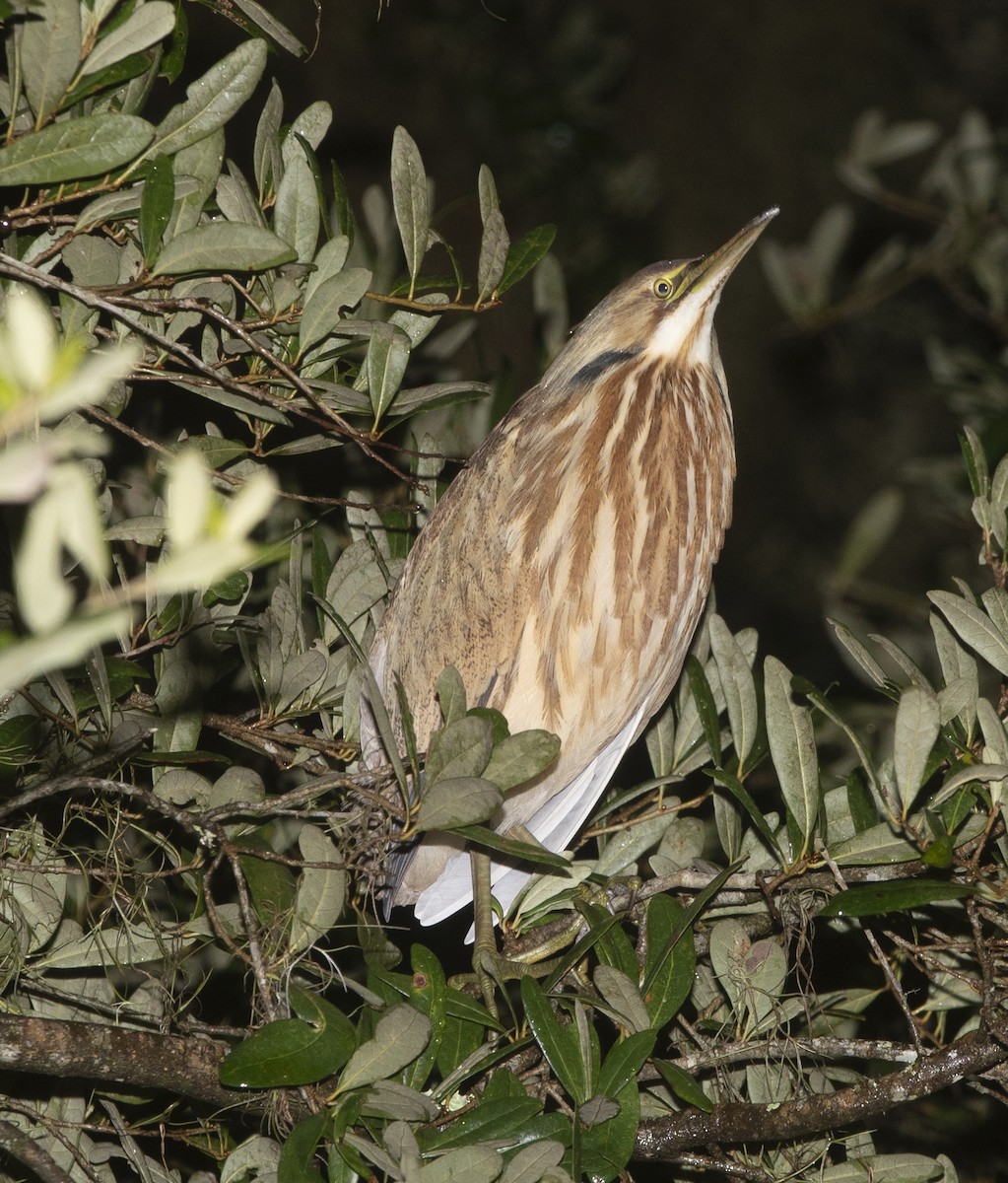 American Bittern - ML643463514