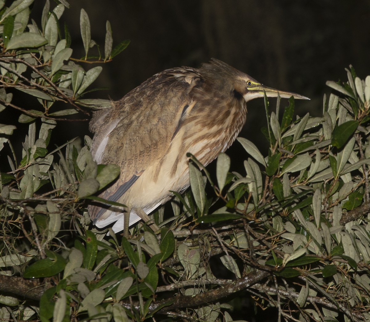 American Bittern - ML643463515