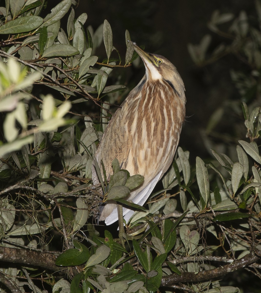 American Bittern - ML643463516