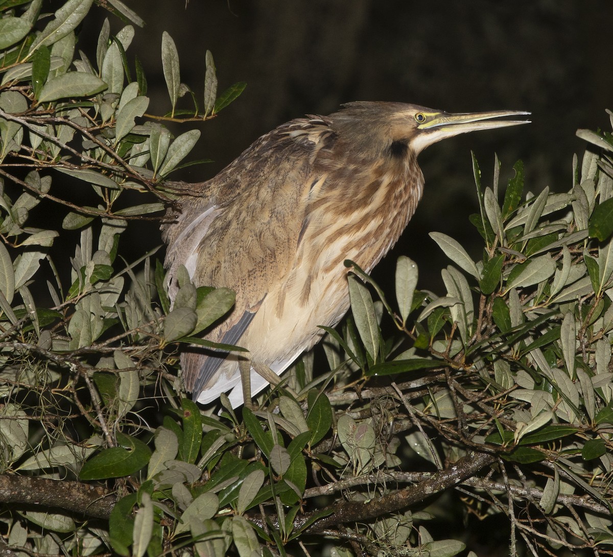 American Bittern - ML643463518