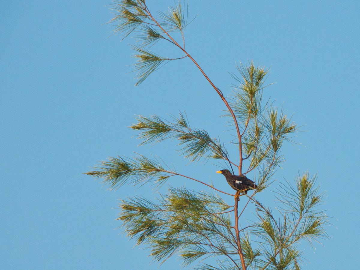 Great Myna - ML643463522