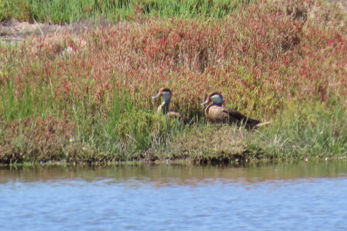 White-cheeked Pintail - ML643463526