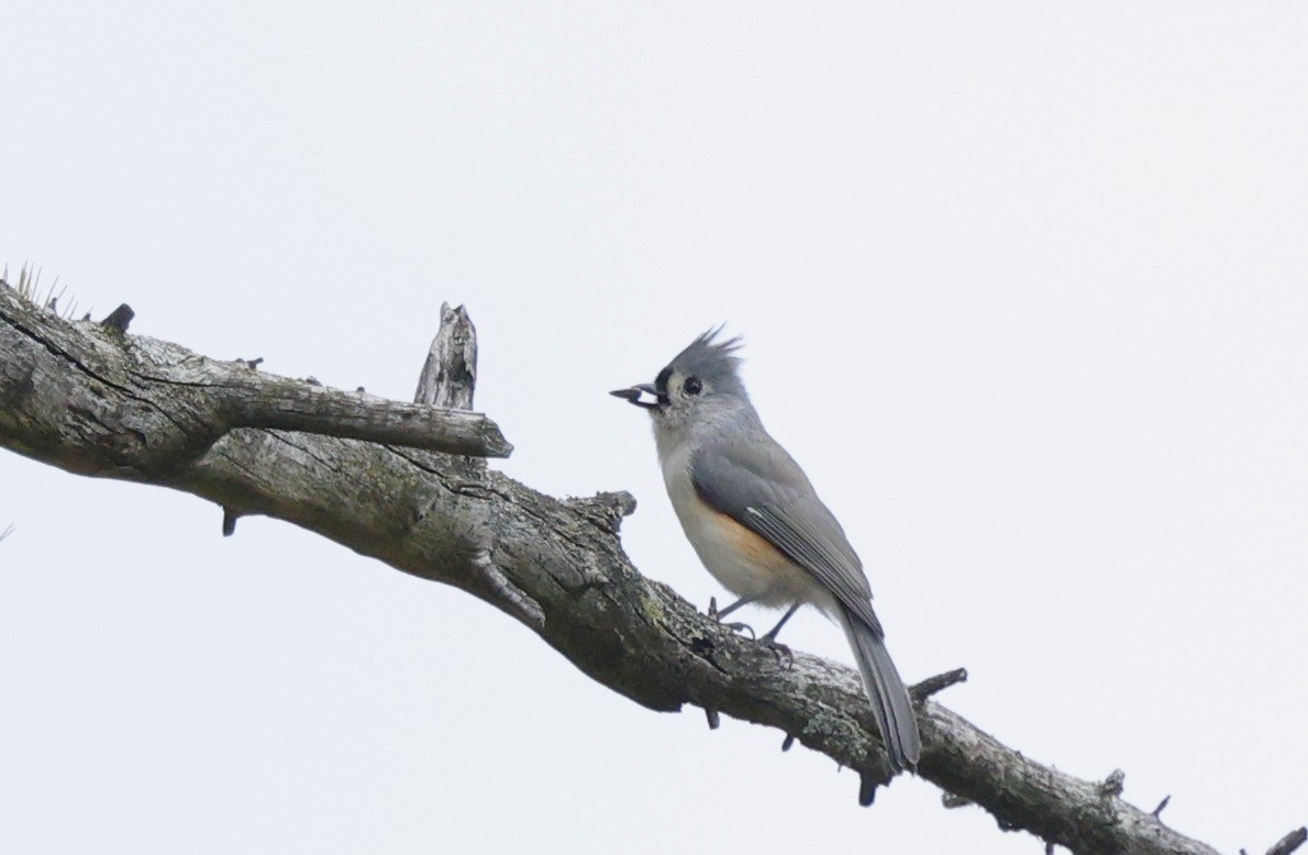 Tufted Titmouse - ML643463527