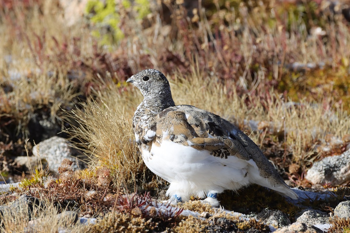 White-tailed Ptarmigan - ML643463532