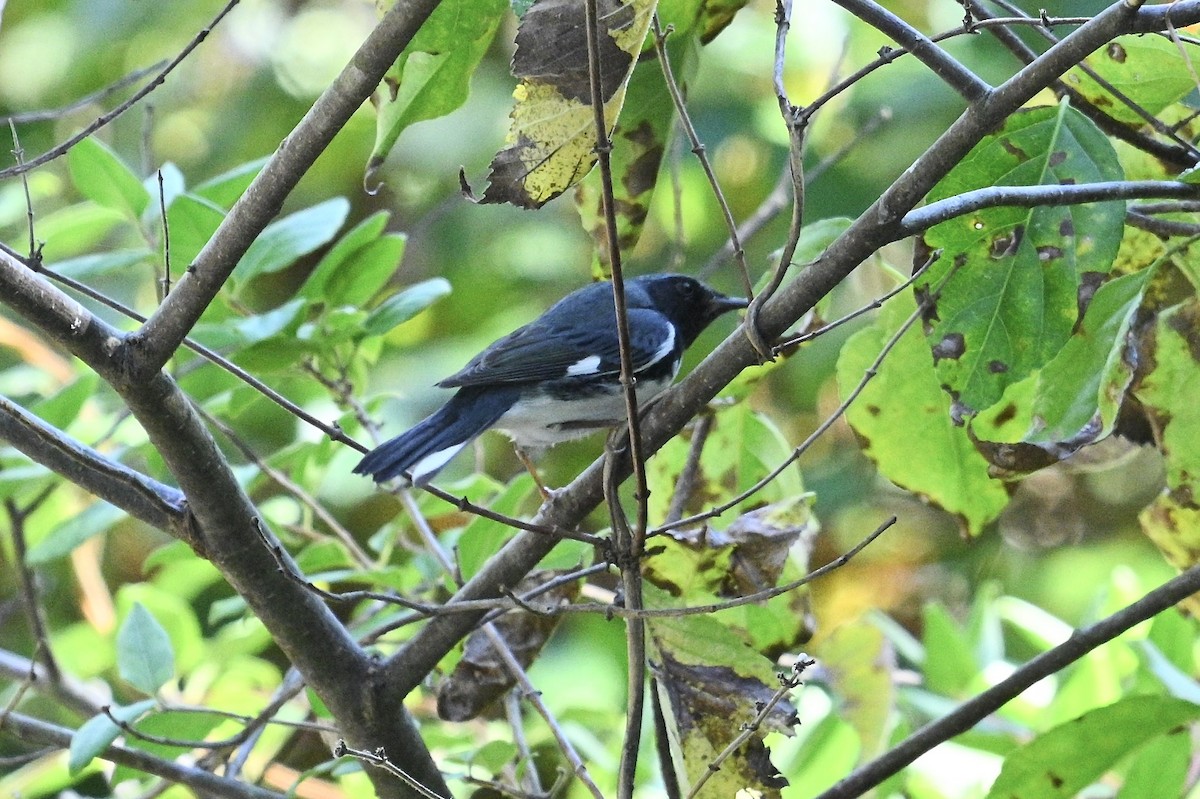 Black-throated Blue Warbler - ML643463533