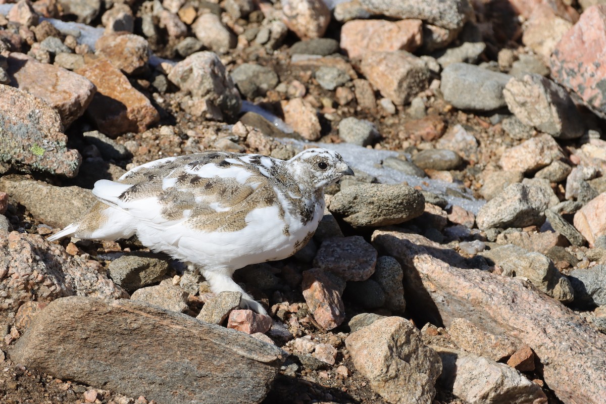 White-tailed Ptarmigan - ML643463536