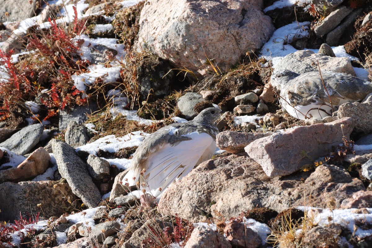 White-tailed Ptarmigan - ML643463539