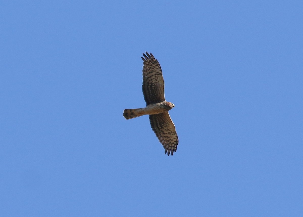 Northern Harrier - ML643463541